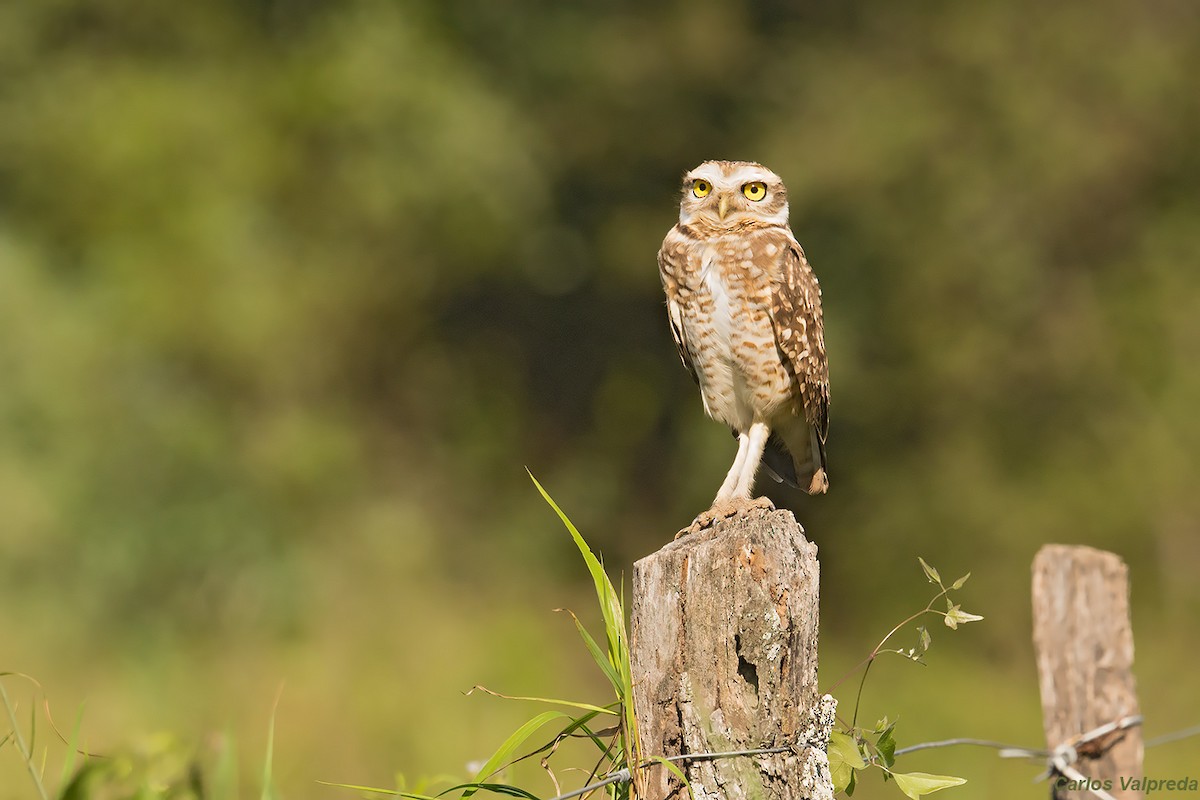 Burrowing Owl - ML620313659