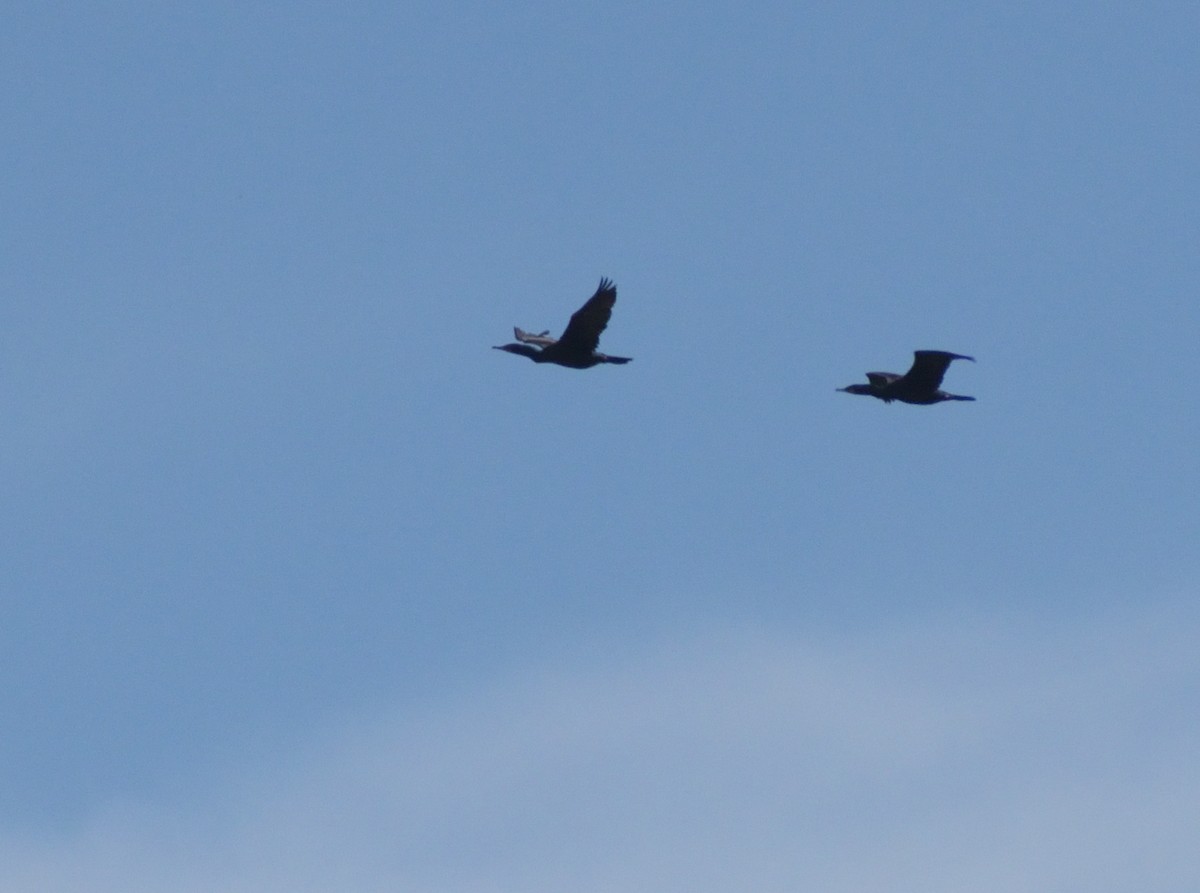 Double-crested Cormorant - ML620313662