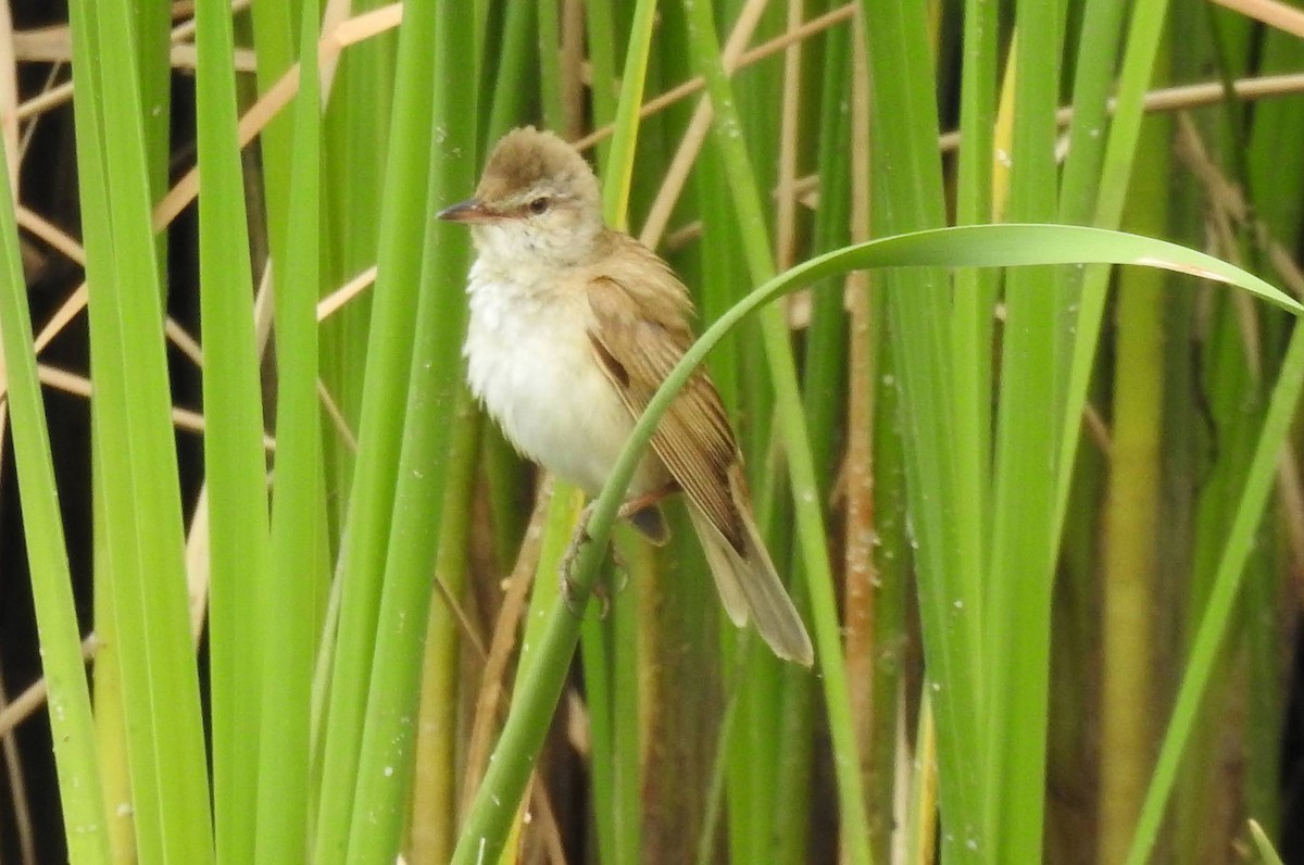 Great Reed Warbler - ML620313667