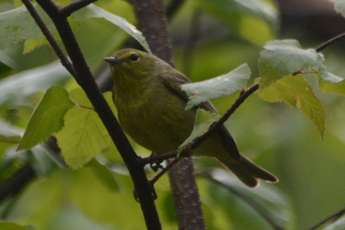 Orange-crowned Warbler - ML620313674