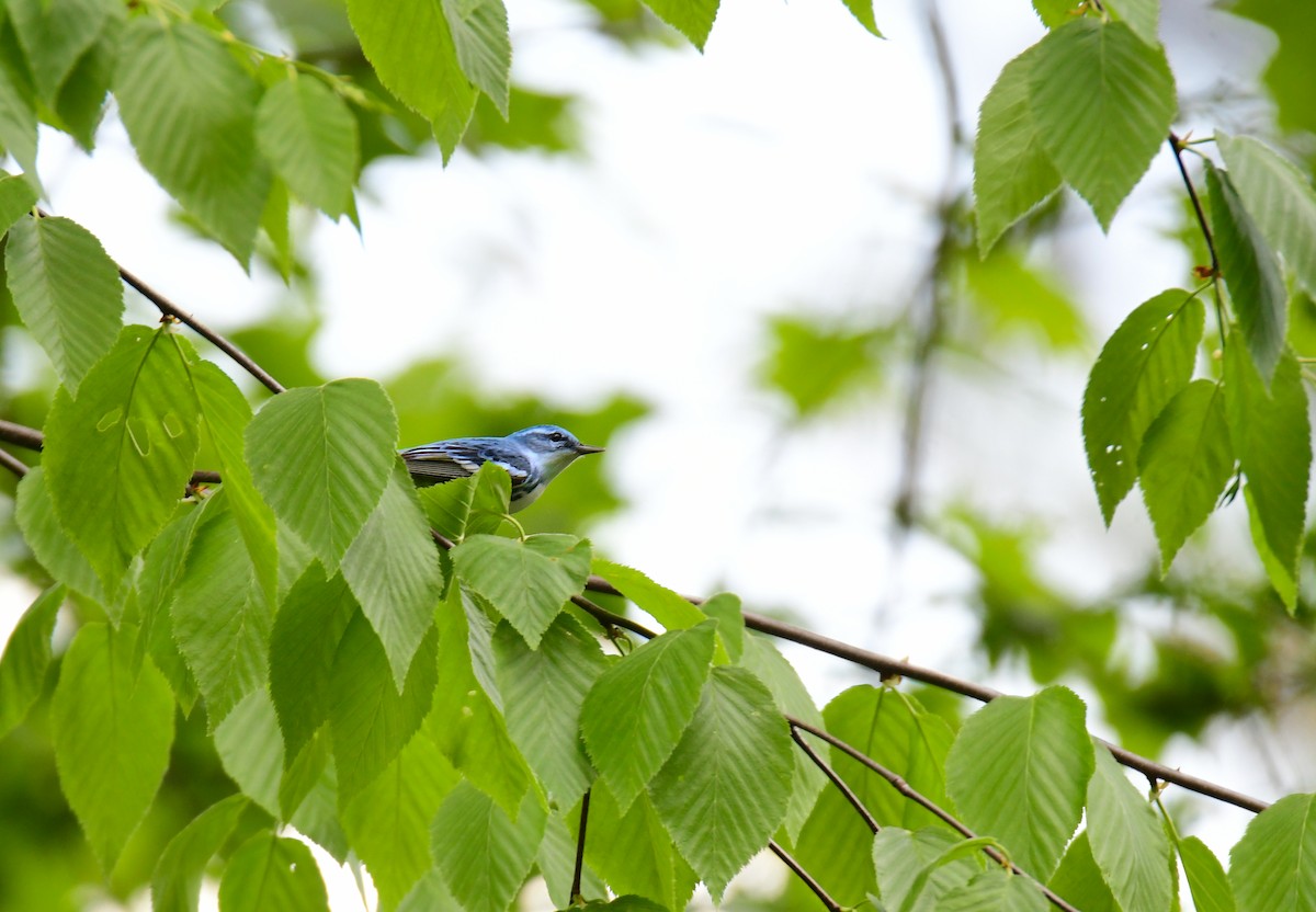 Cerulean Warbler - ML620313676