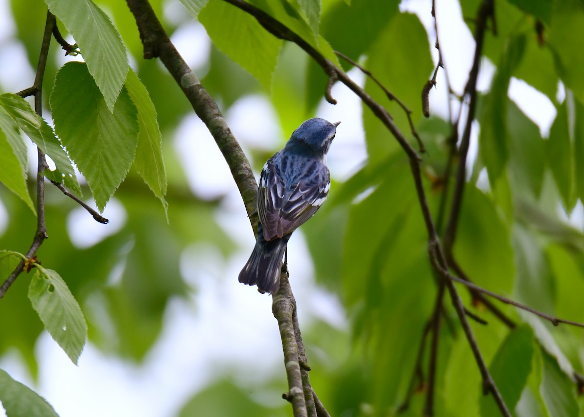 Cerulean Warbler - ML620313677