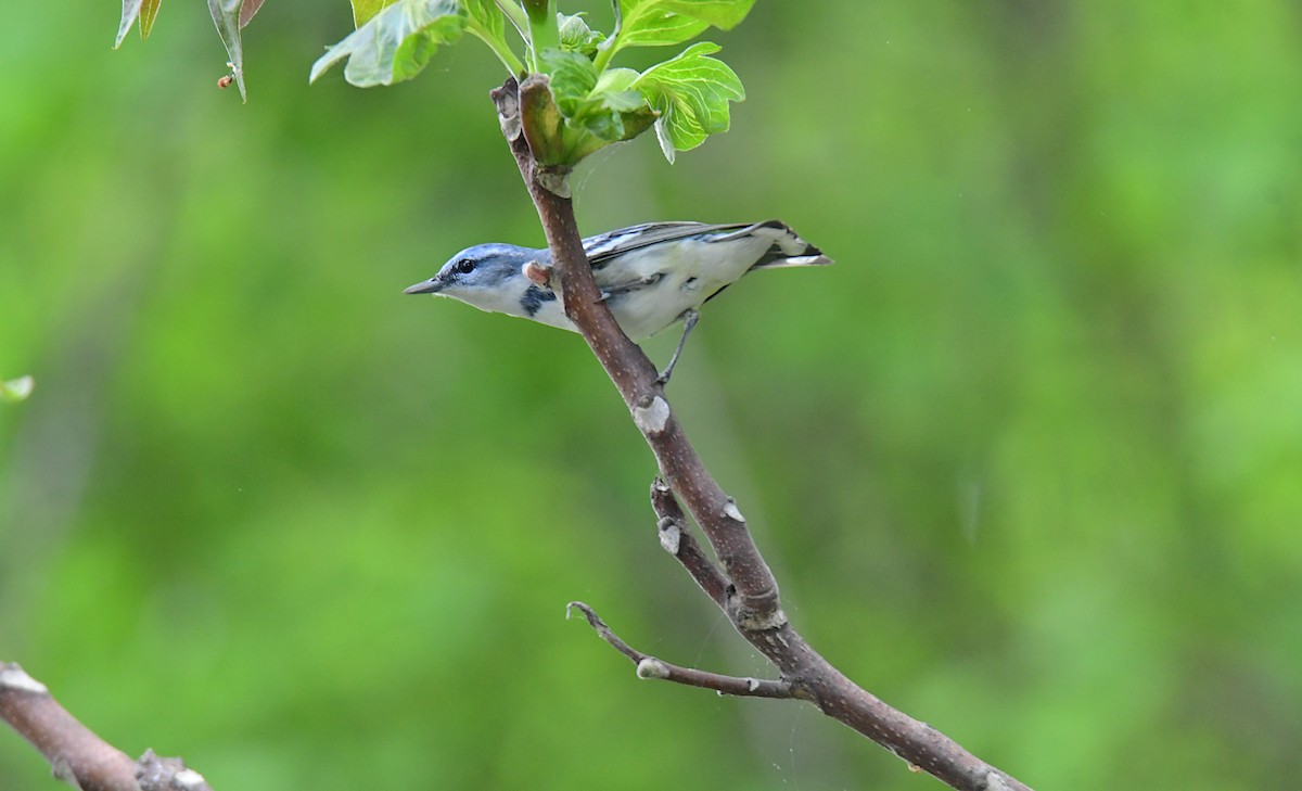 Cerulean Warbler - ML620313681