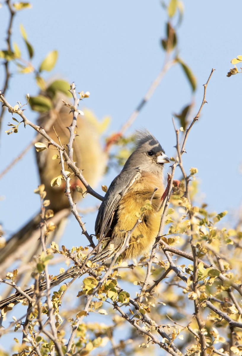 Weißrücken-Mausvogel - ML620313697