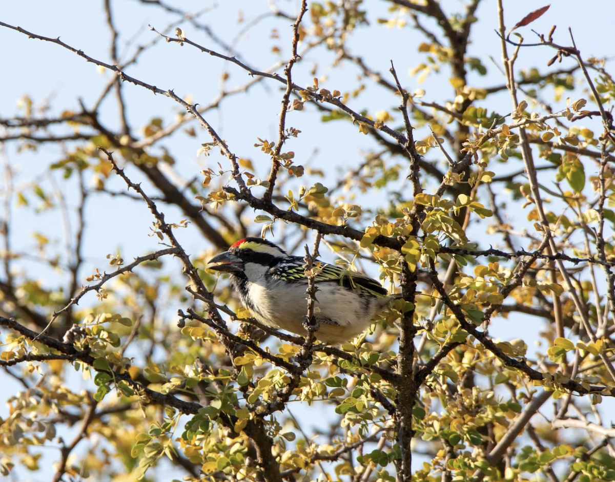 Pied Barbet - ML620313699