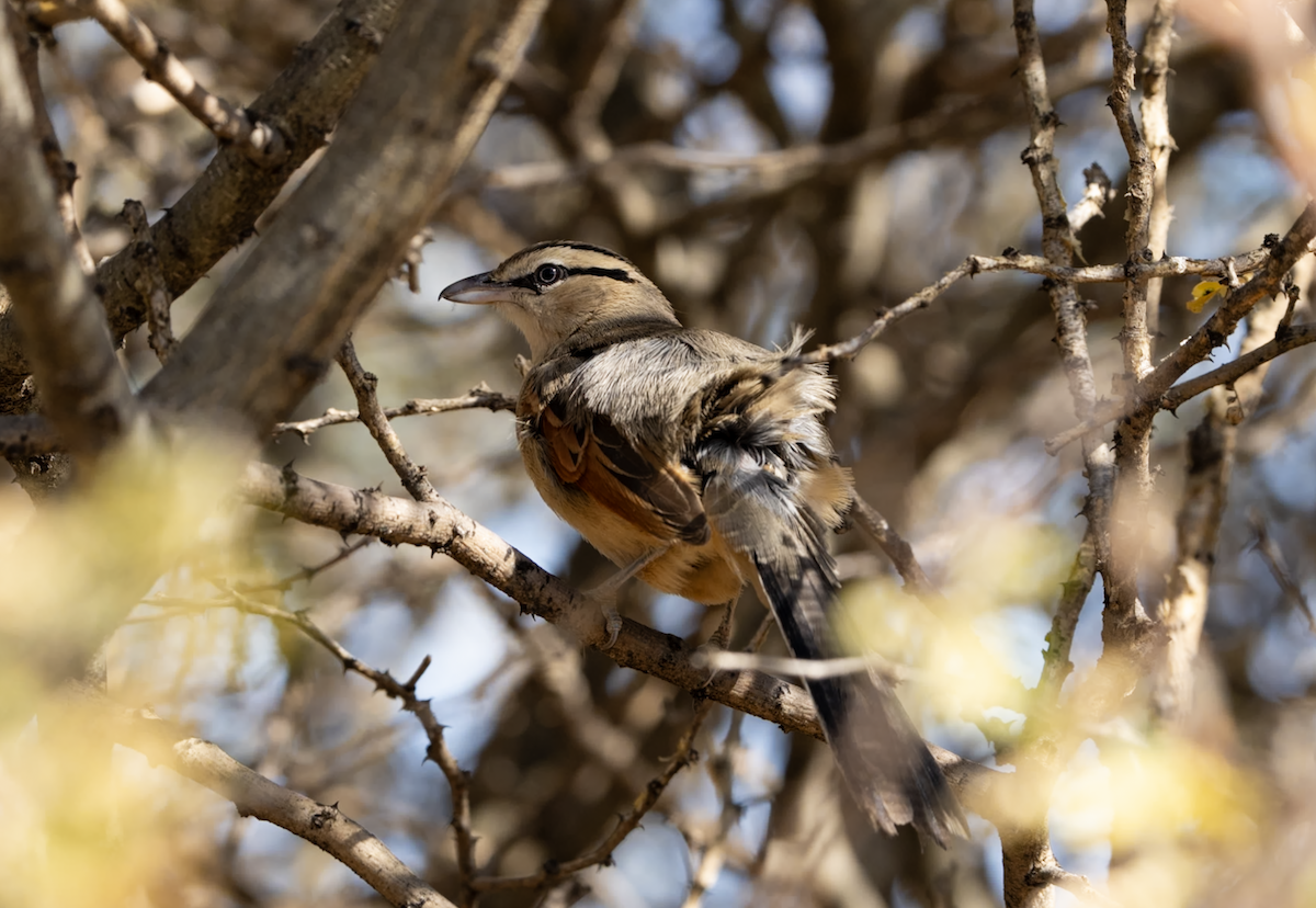 Brown-crowned Tchagra - ML620313700