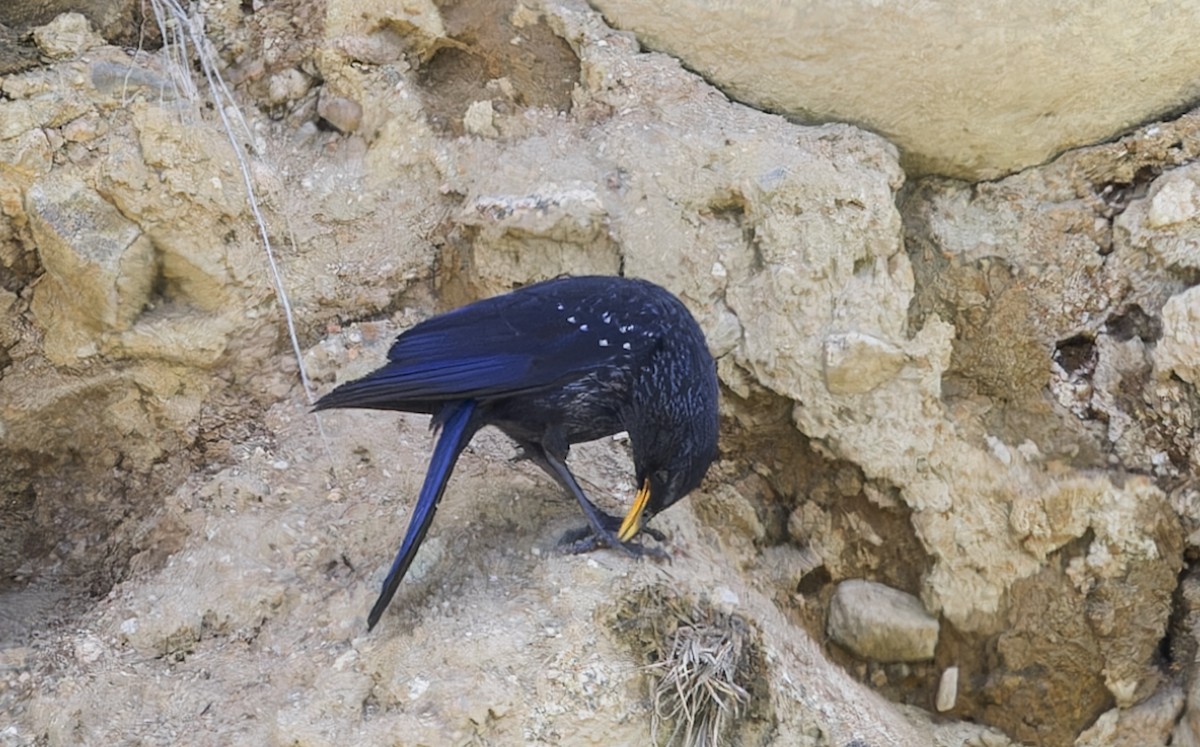 Blue Whistling-Thrush - ML620313703