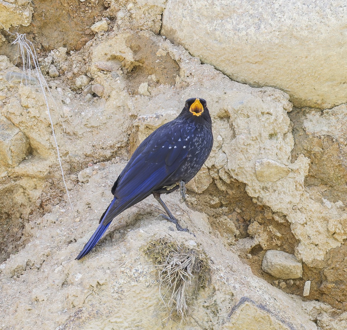 Blue Whistling-Thrush - ML620313707