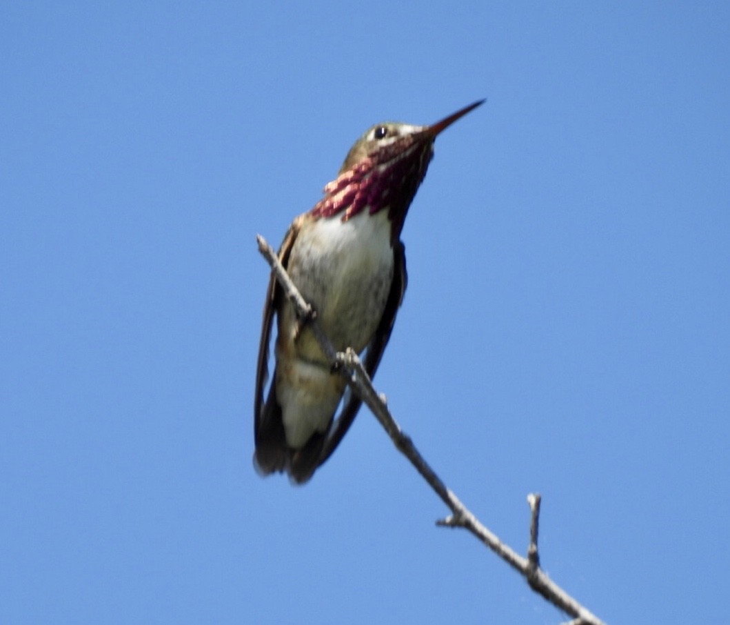 Colibrí Calíope - ML620313712