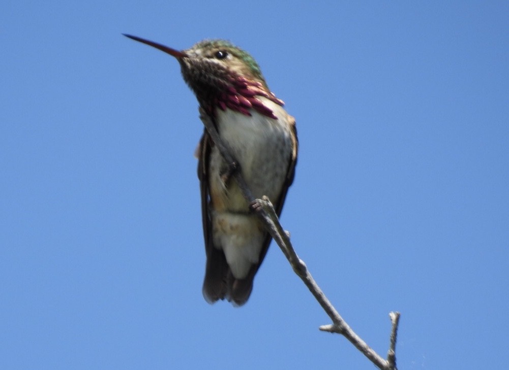 Calliope Hummingbird - ML620313714