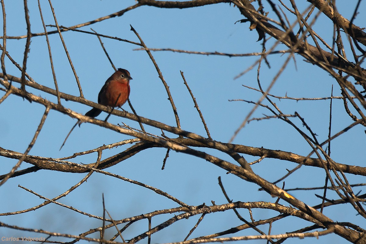 Red-crested Finch - ML620313716