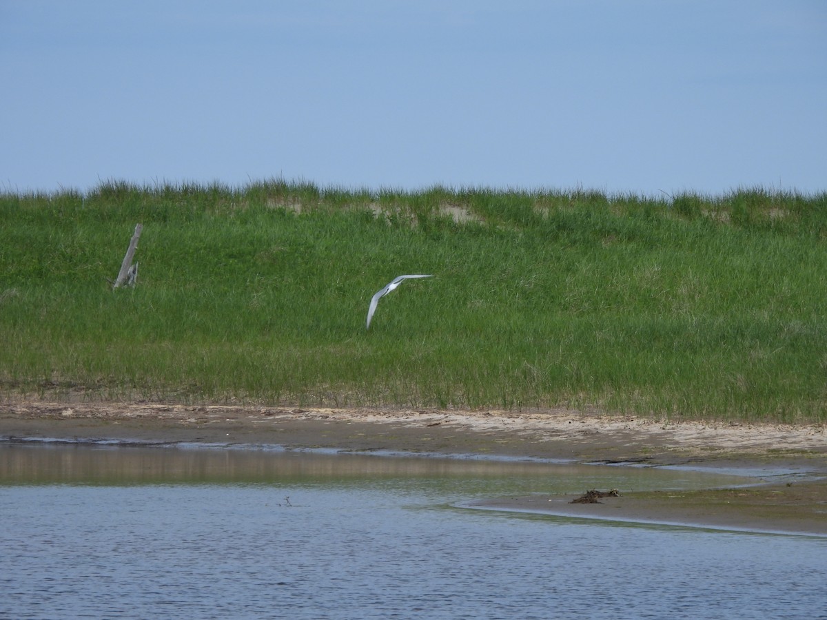 Common Tern - ML620313717