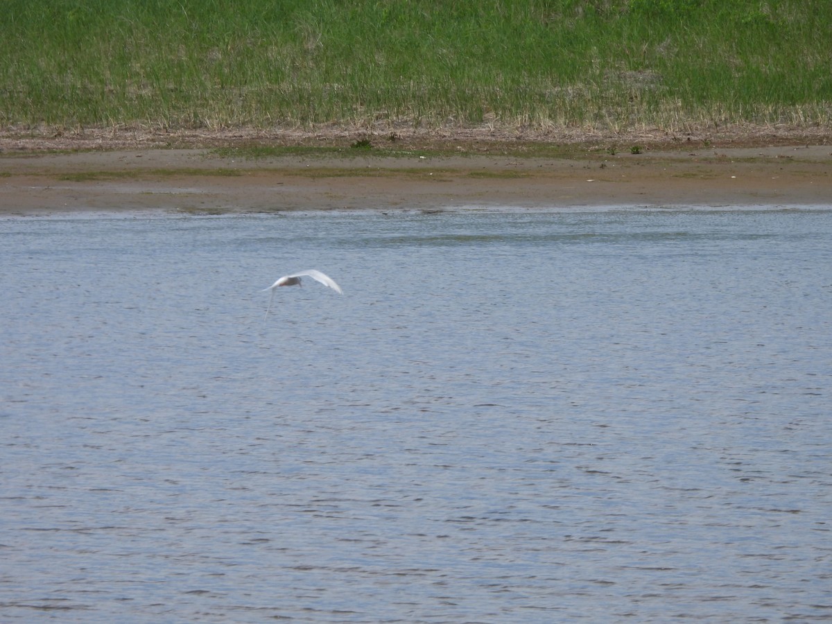 Common Tern - ML620313718