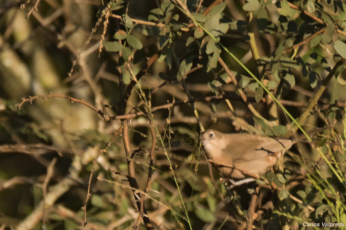 Red-crested Finch - ML620313720