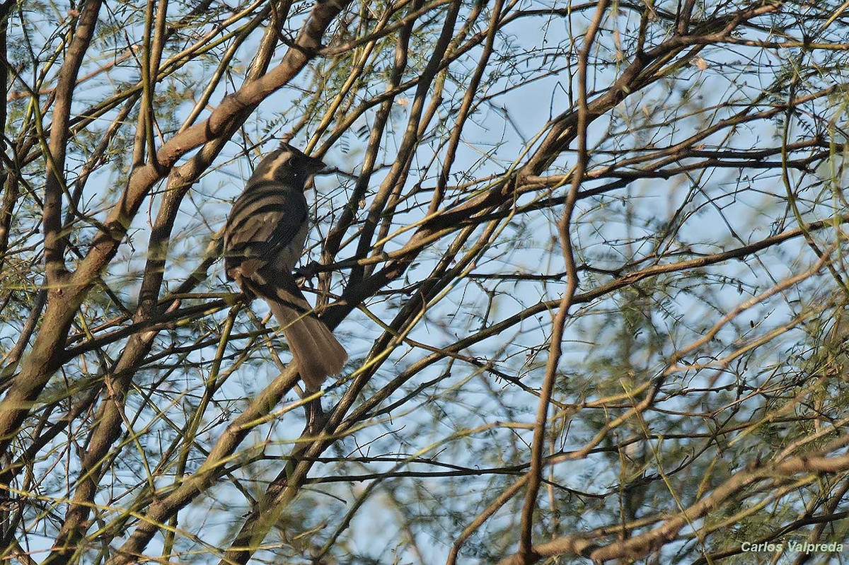 Golden-billed Saltator - ML620313725