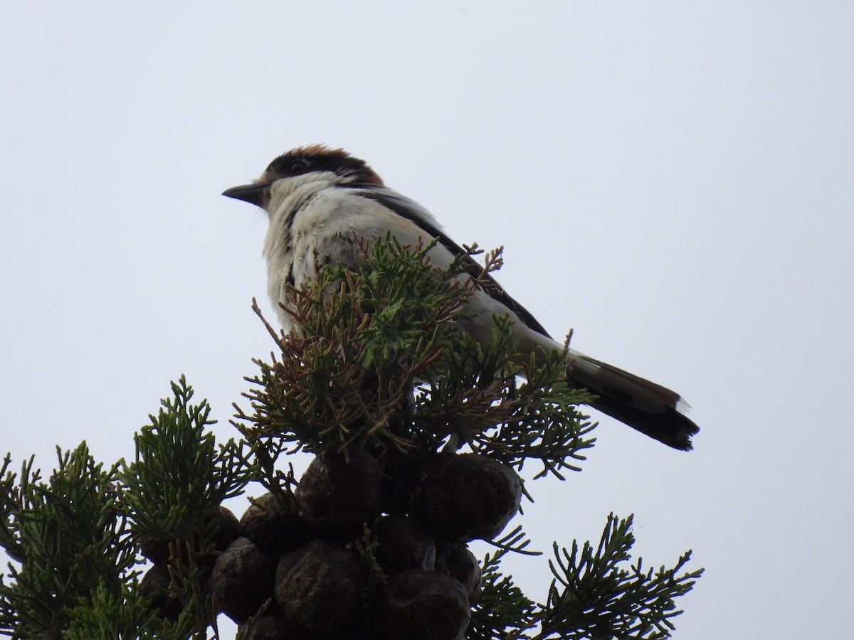 Woodchat Shrike - ML620313727