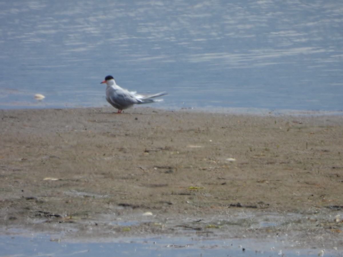 Common Tern - ML620313731