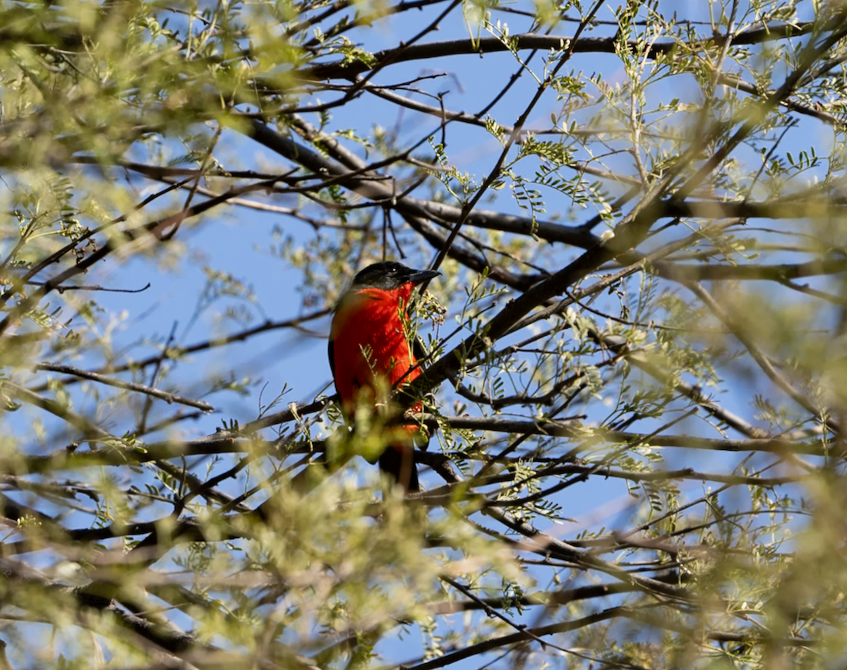 Crimson-breasted Gonolek - ML620313740