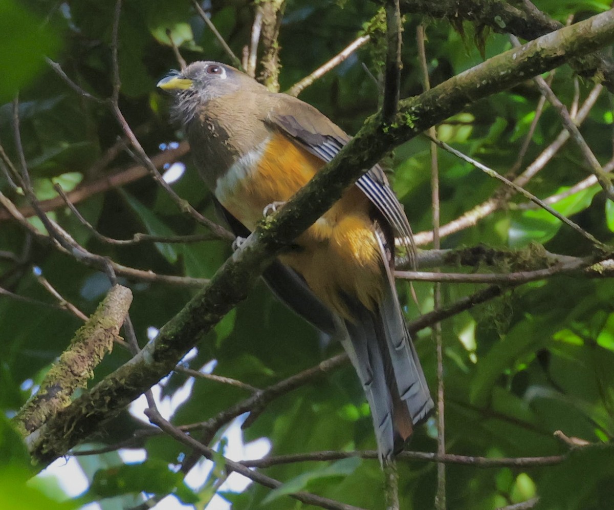 Trogon rosalba (aurantiiventris/underwoodi) - ML620313744