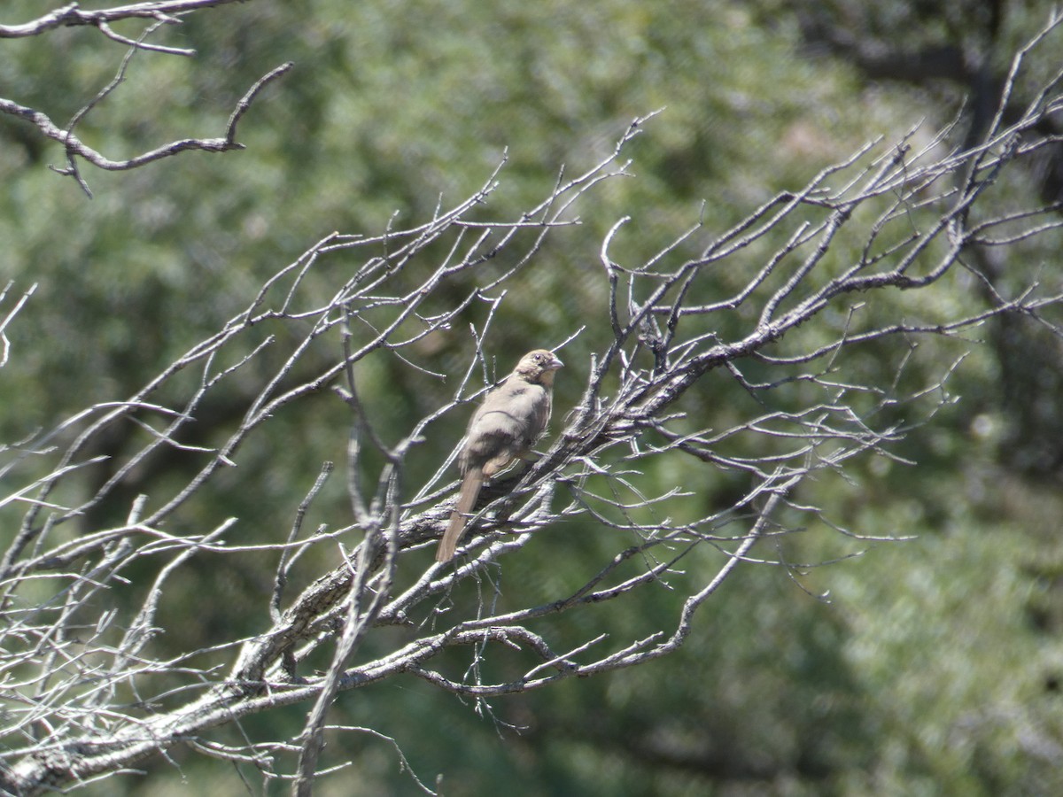 Canyon Towhee - ML620313749