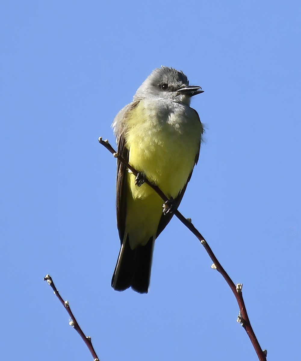 Western Kingbird - ML620313752