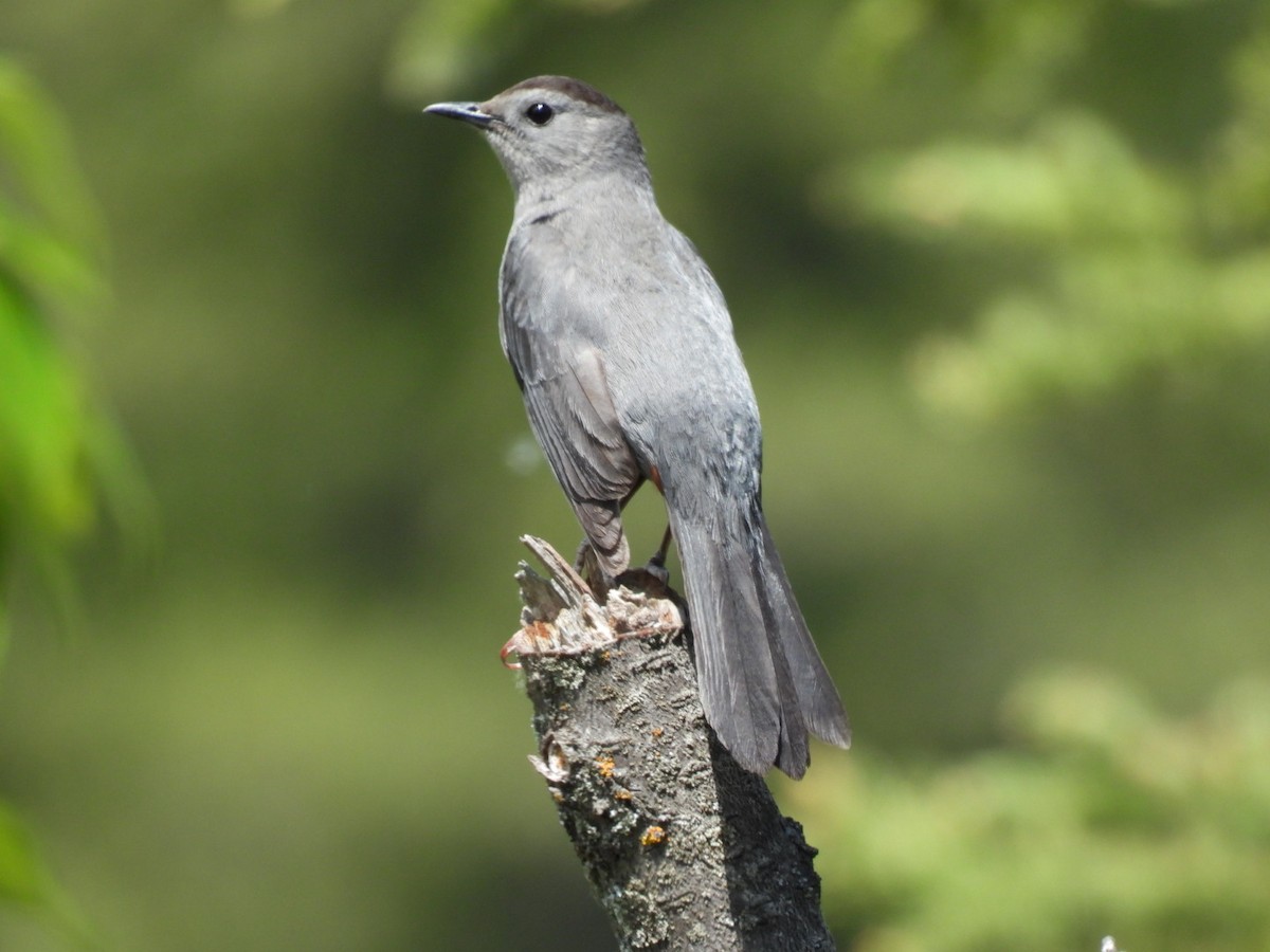 Gray Catbird - ML620313754