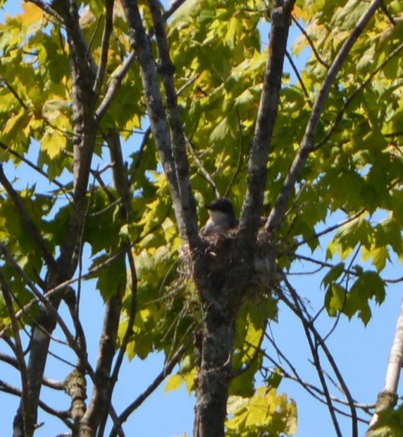 Eastern Kingbird - ML620313756