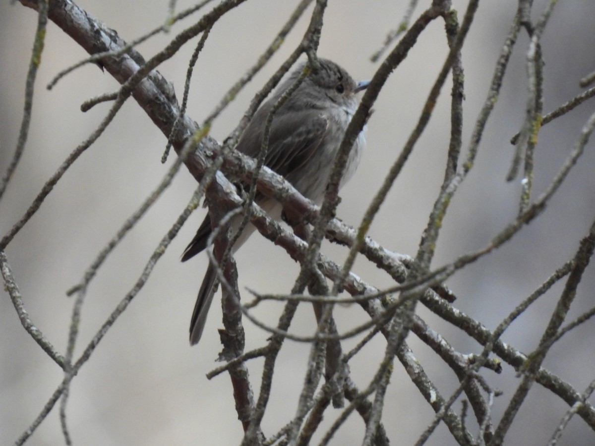 Spotted Flycatcher - ML620313757