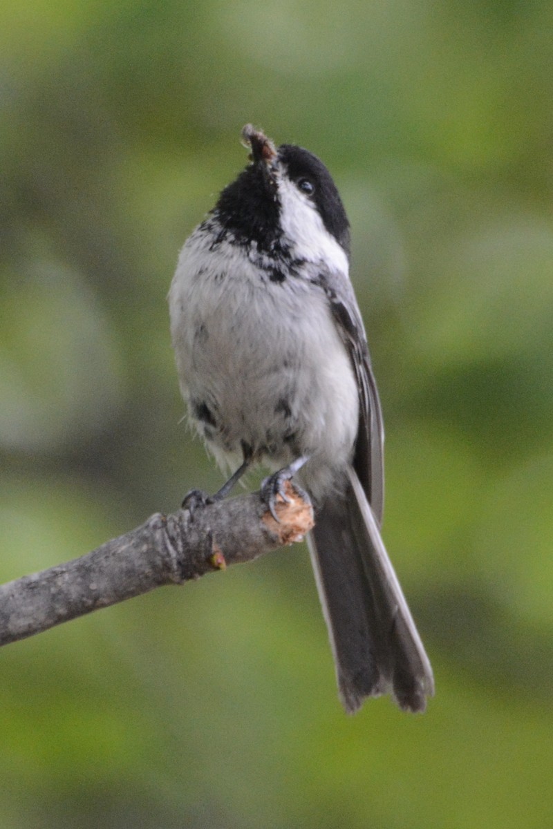 Mésange à tête noire - ML620313760