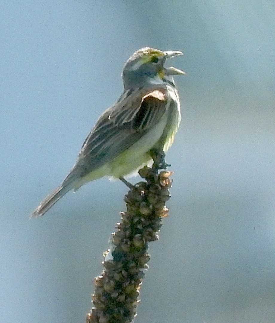 Dickcissel - ML620313765