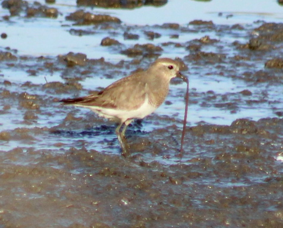 Rufous-chested Dotterel - ML620313767