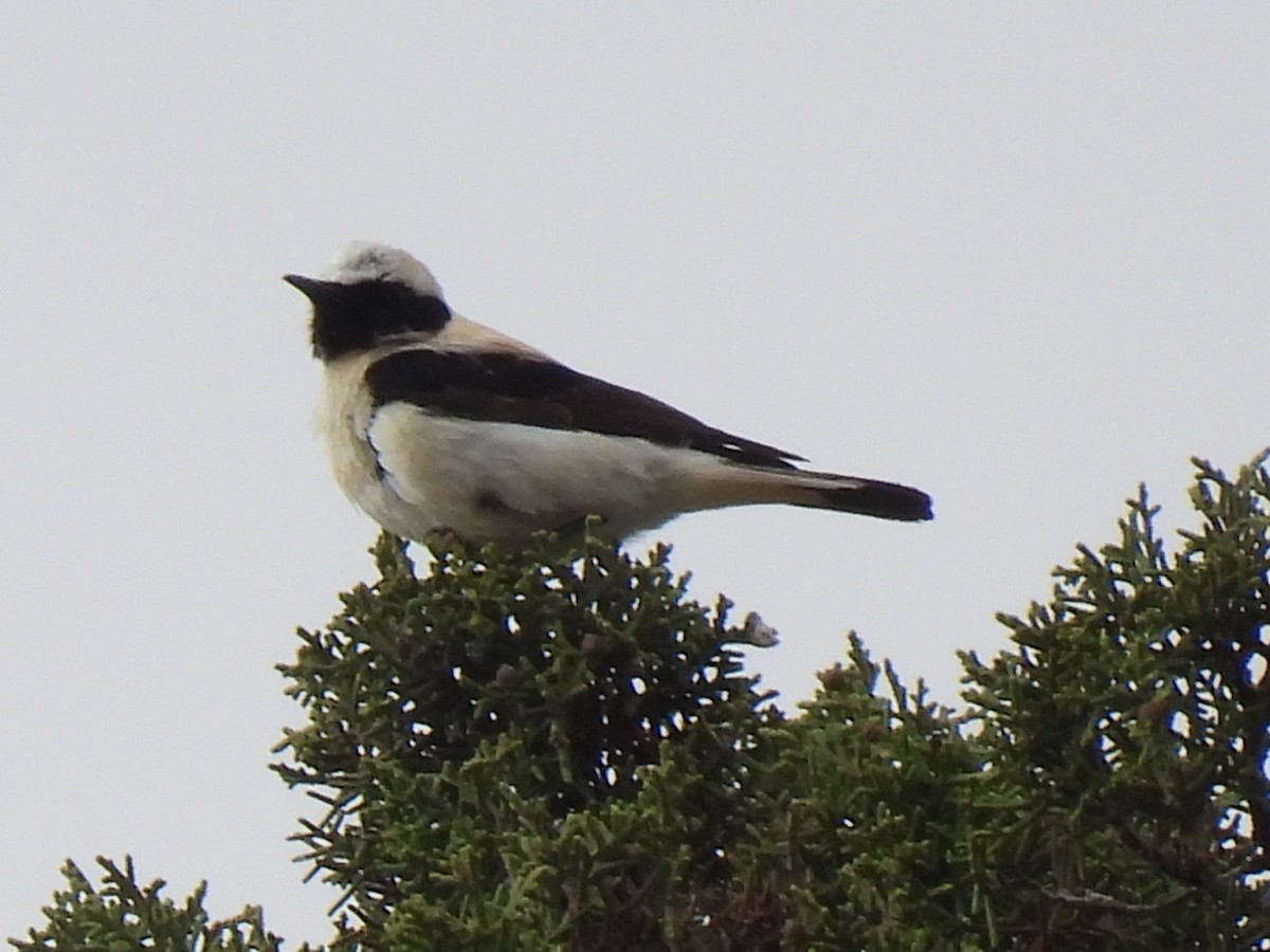 Western Black-eared Wheatear - Miguel Ángel  Pardo Baeza