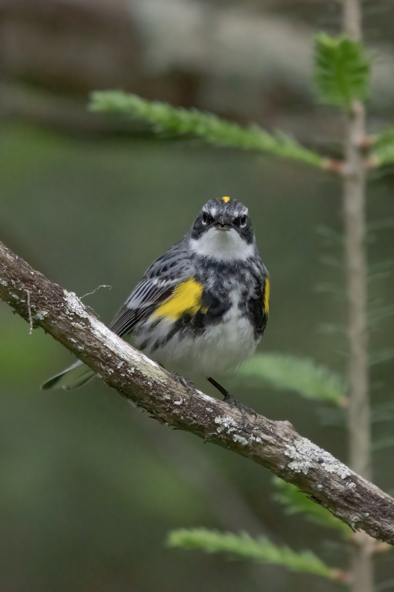 Пісняр-лісовик жовтогузий (підвид coronata) - ML620313781