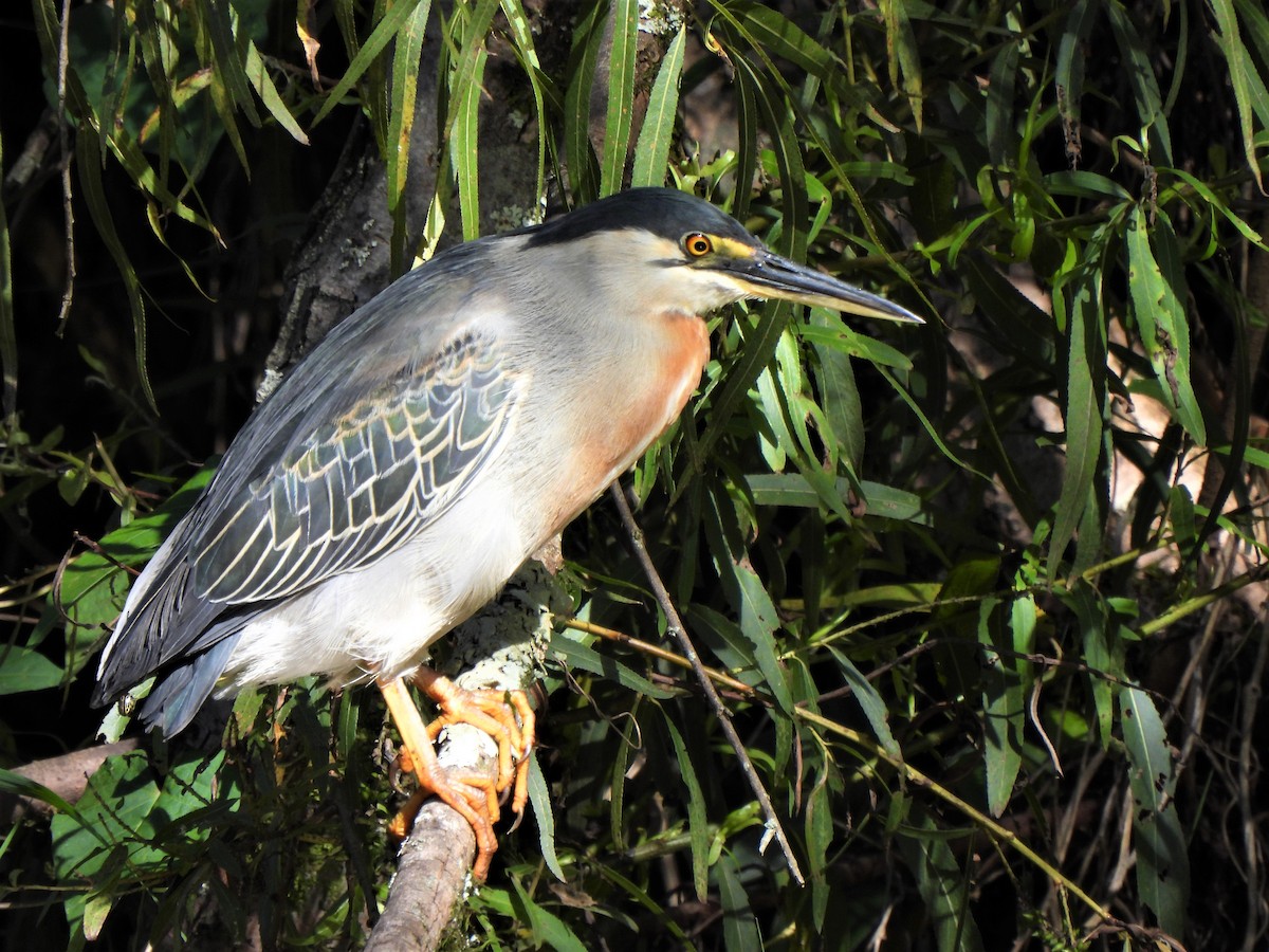 Striated Heron - ML620313784