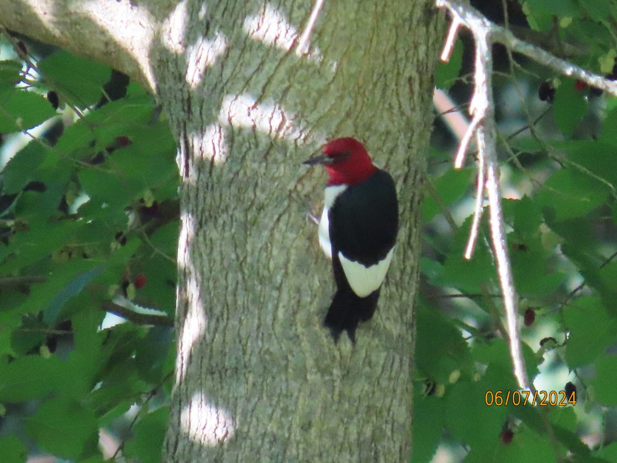 Red-headed Woodpecker - ML620313785