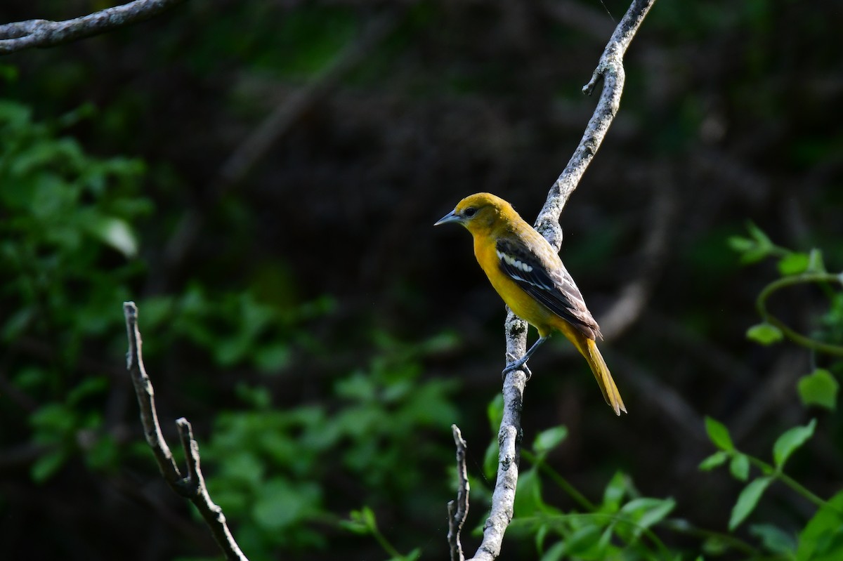 Oriole des vergers - ML620313787