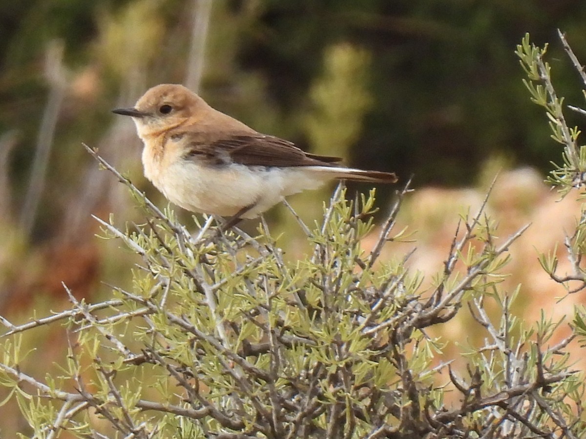 Western Black-eared Wheatear - ML620313788