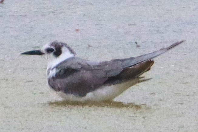 Black Tern - ML620313789