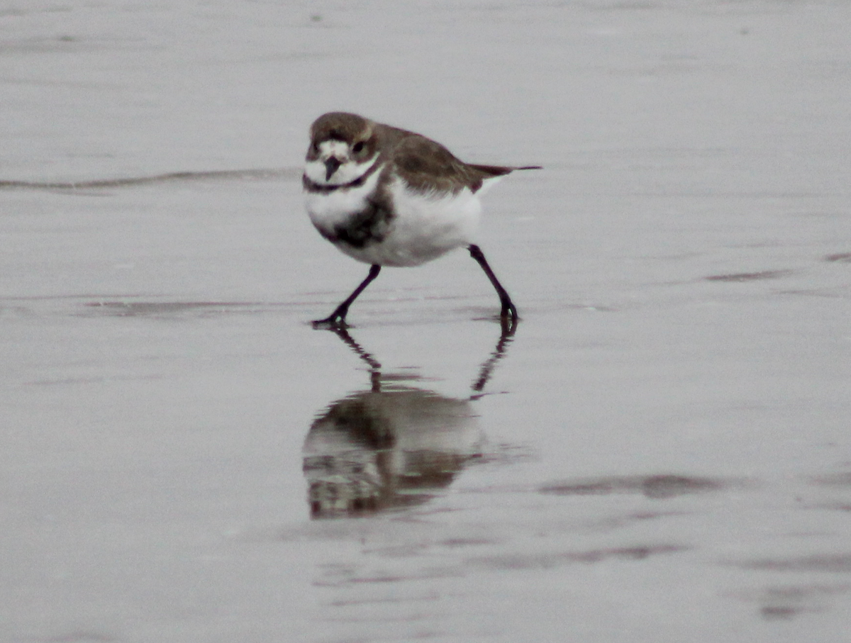 Two-banded Plover - ML620313790