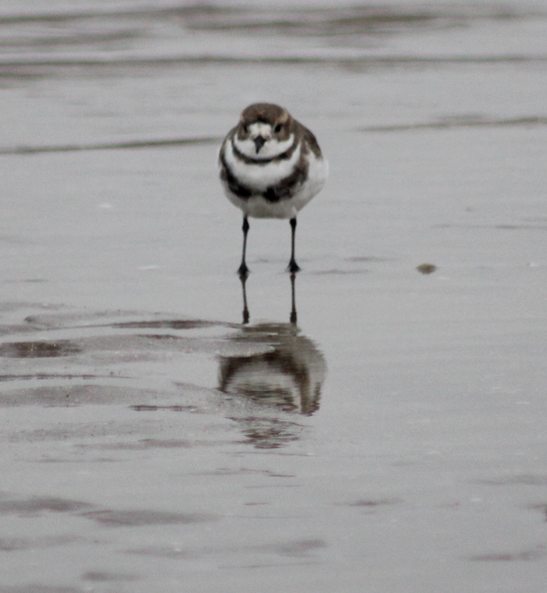 Two-banded Plover - ML620313791