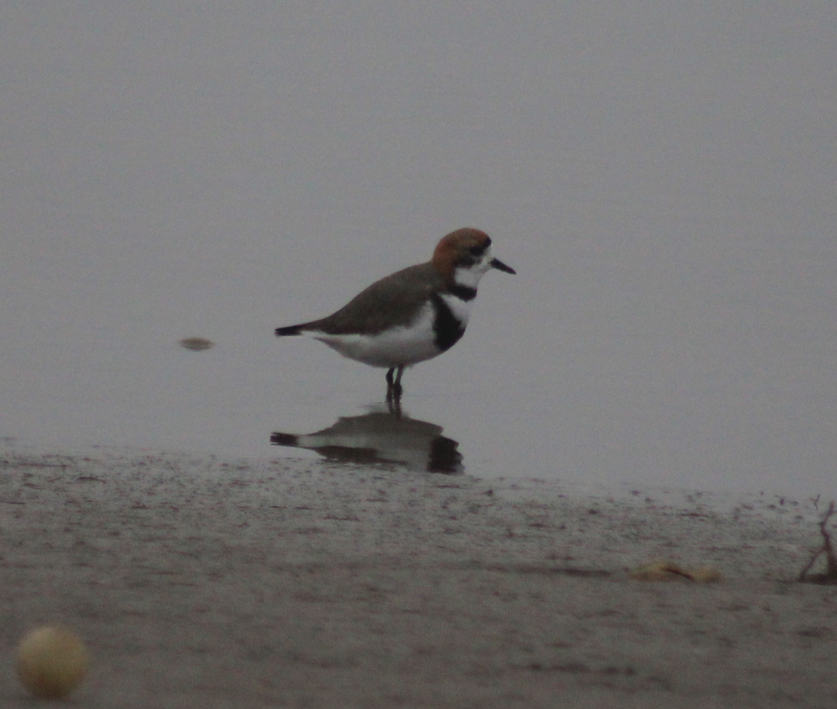 Two-banded Plover - ML620313792