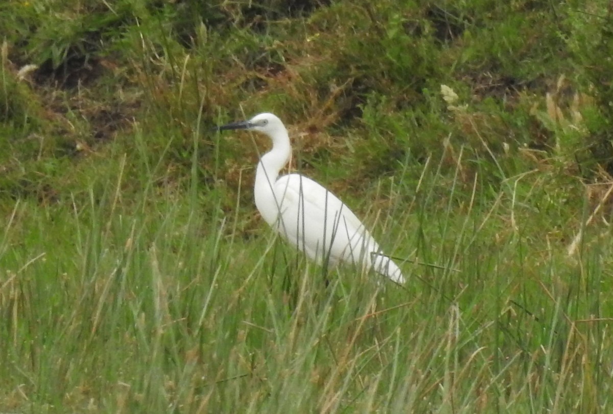 Little Egret - David Pereira