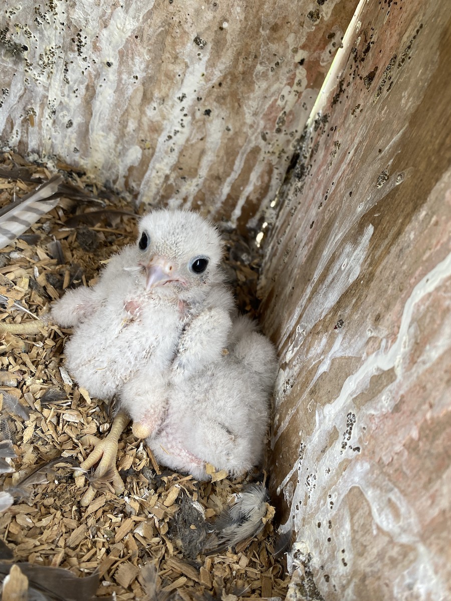 American Kestrel - ML620313802