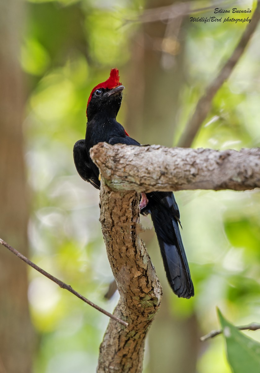 Helmeted Manakin - ML620313807