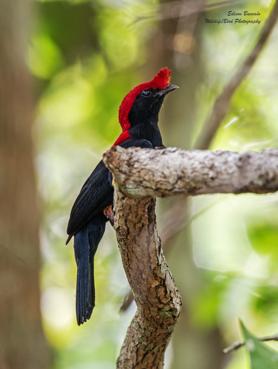 Helmeted Manakin - ML620313808