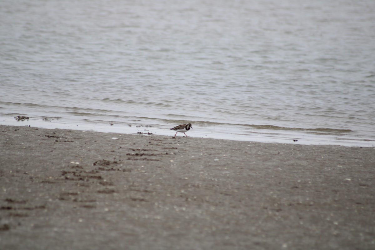 Ruddy Turnstone - ML620313810