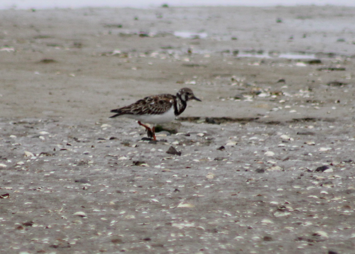 Ruddy Turnstone - ML620313811