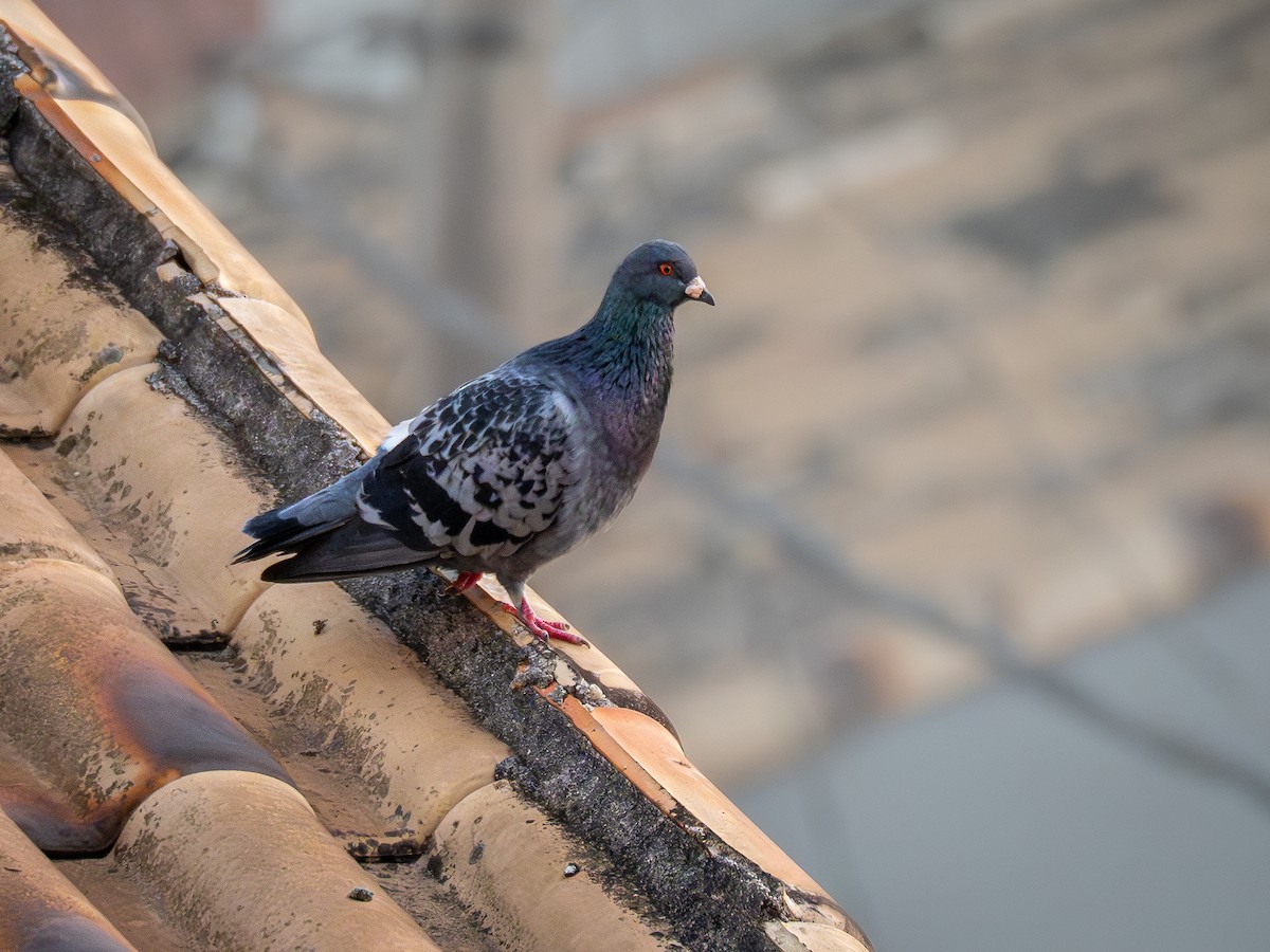 Rock Pigeon (Feral Pigeon) - ML620313815