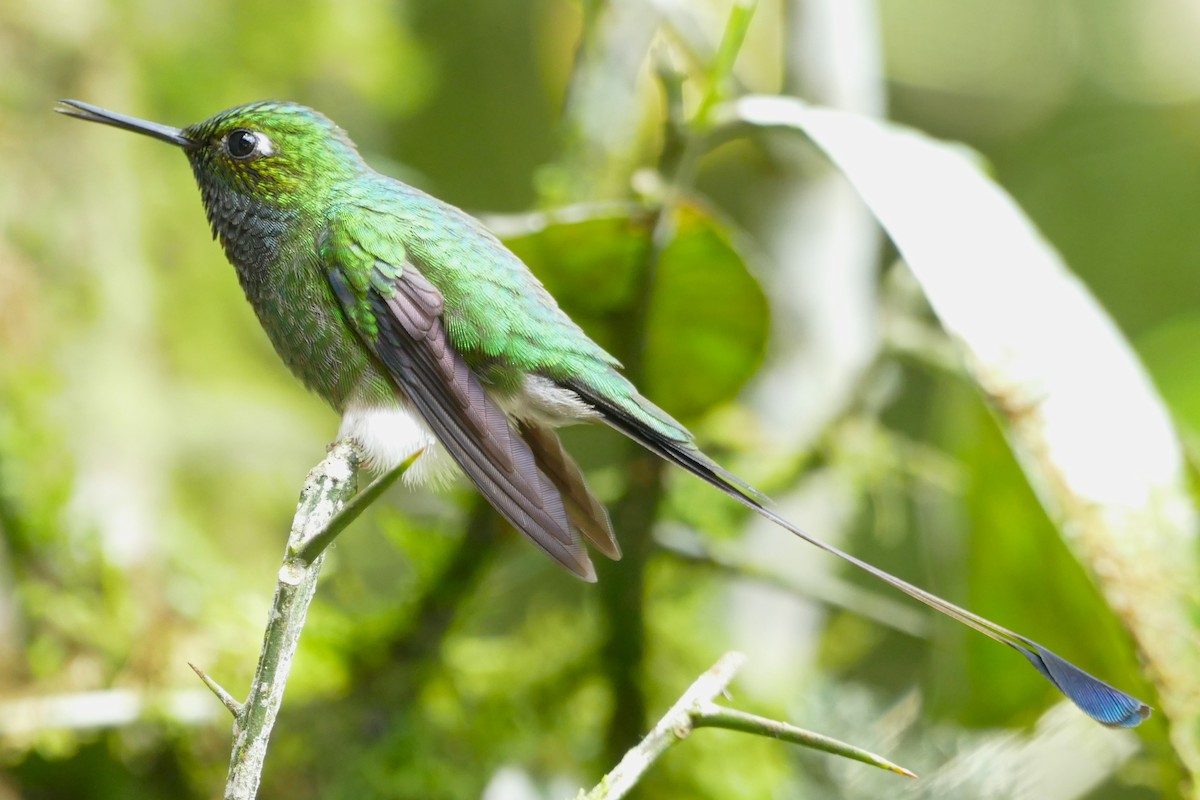 Colibrí de Raquetas Faldiblanco - ML620313816