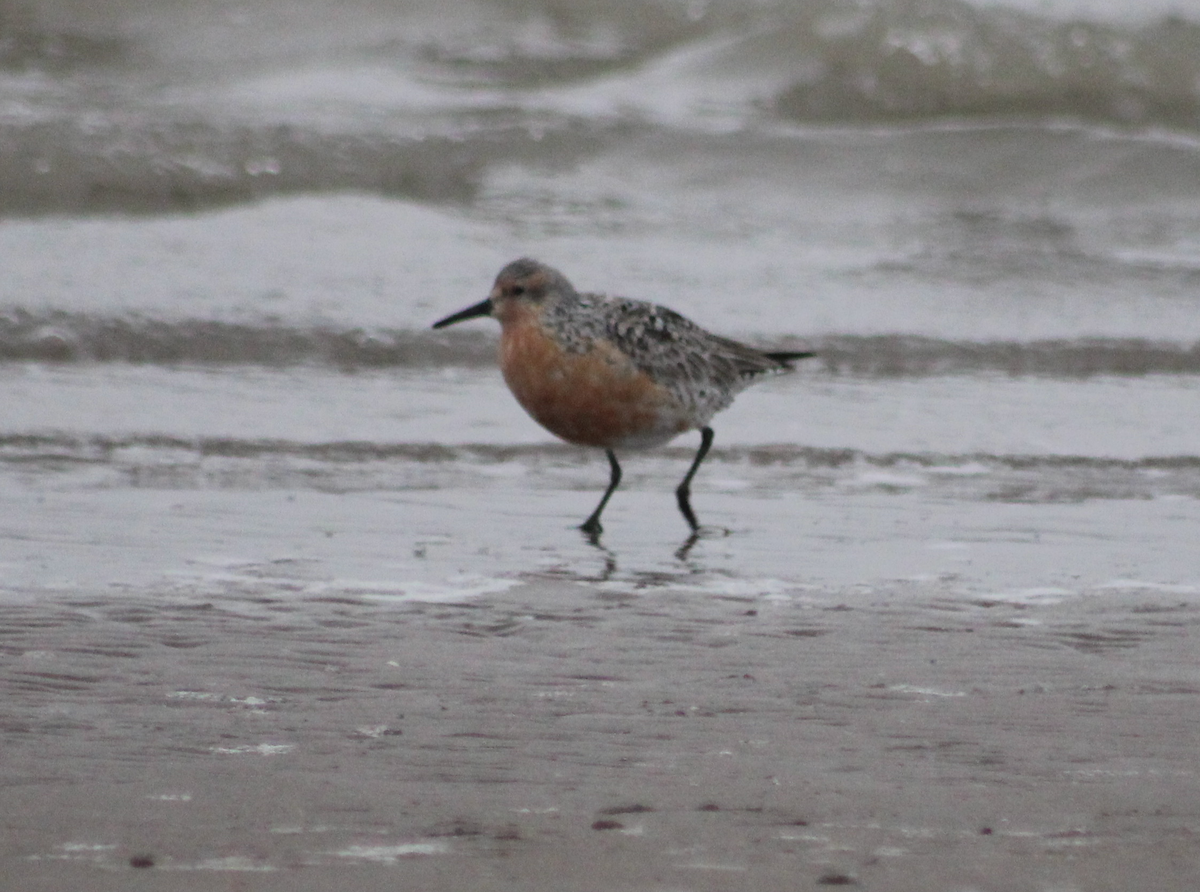 Red Knot - ML620313822